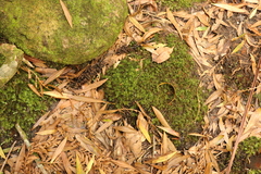 Pyrrhobryum spiniforme