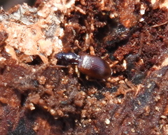 Oxypselaphus obscurus