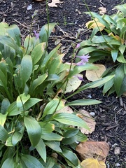 Leucanthemum maximum