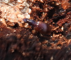 Oxypselaphus obscurus