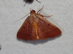 Plecopterodes moderata