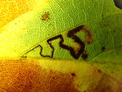 Stigmella tityrella