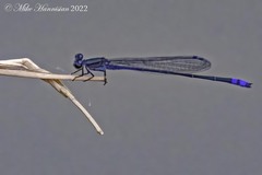 Enallagma novaehispaniae