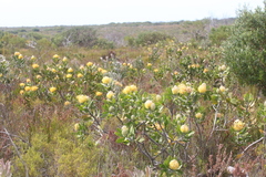 Leucospermum cuneiforme