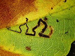 Stigmella tityrella