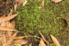 Pyrrhobryum spiniforme