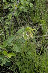 Pseudarthria hookeri