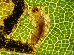 Stigmella tityrella