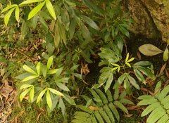 Platylophus trifoliatus