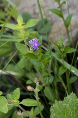 Pseudopegolettia tenella