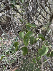 Cissus rotundifolia