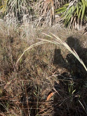 Andropogon capillipes