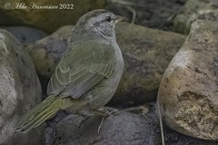 Arremonops rufivirgatus