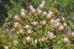 Leucadendron muirii