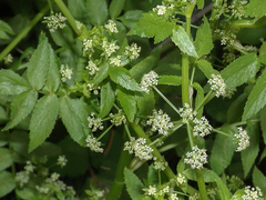 Apium nodiflorum