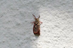 Miltochrista irregularis