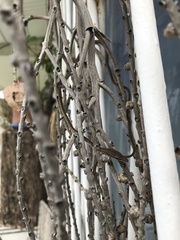 Oxybelis rutherfordi