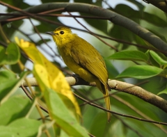 Iole indica