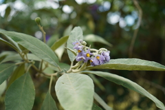 Solanum granulosoleprosum
