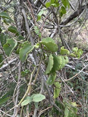 Cissus rotundifolia