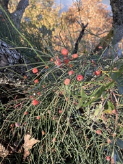 Ephedra foeminea