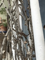 Oxybelis rutherfordi