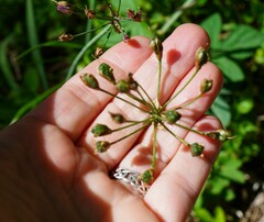 Nothoscordum