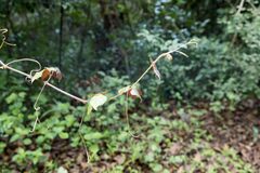 Rhoicissus rhomboidea