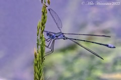 Lestes forficula