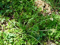 Nothoscordum