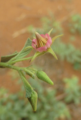Hermannia tomentosa