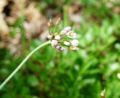Nothoscordum