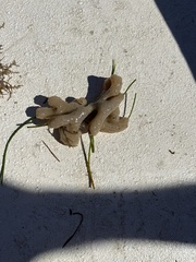 Aplidium stellatum