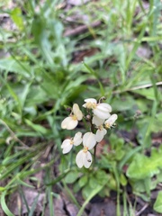 Stylidium spathulatum
