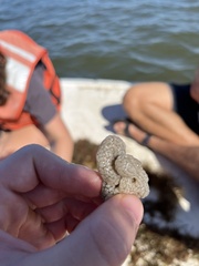 Pectinatella magnifica