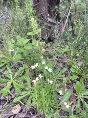 Stylidium spathulatum