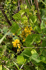 Rhynchosia cooperi