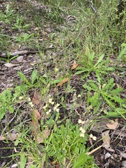Stylidium spathulatum