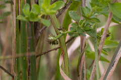 Riocreuxia flanaganii