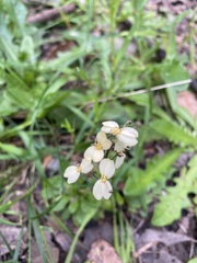 Stylidium spathulatum