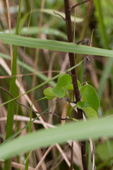 Riocreuxia flanaganii