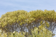 Leucadendron meridianum
