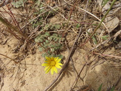 Arctotheca prostrata
