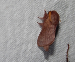 Anadiasa punctifascia