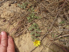 Arctotheca prostrata