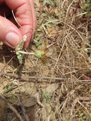 Arctotheca prostrata