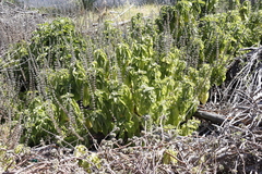 Coleus barbatus grandis