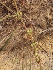 Rumex spinosus