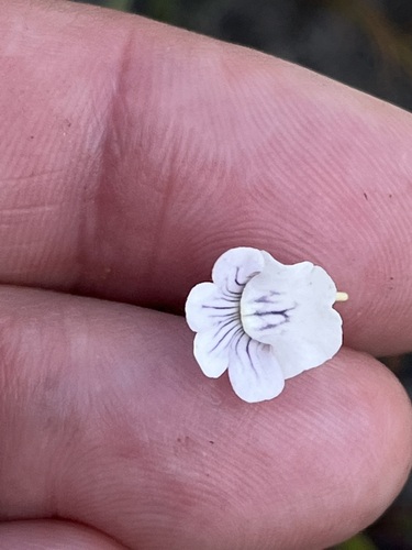 Image of Nemesia diffusa by (c) Charleen Brunke, some rights reserved (CC BY)