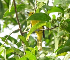 Iole indica